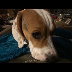 Meet your Posher, Renee